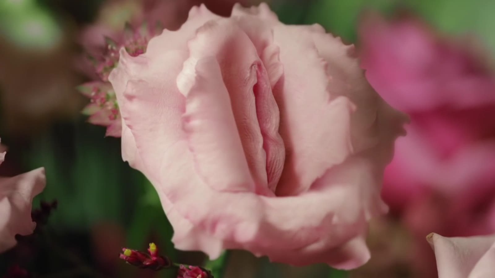 Flower, NHS Health Scotland